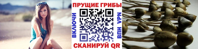 Галлюциногенные грибы MAGIC MUSHROOMS  Купить  Приморск 